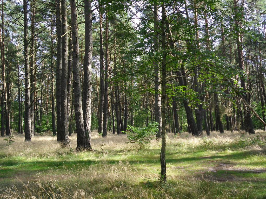 Kastavengrund - Ferienhaeuser Mit Kamin Lychen Exterior photo